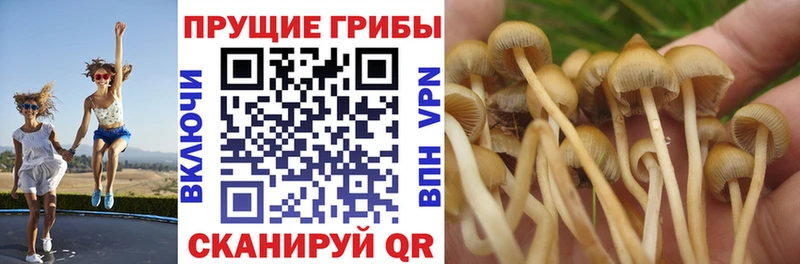 Купить  Бежецк  Псилоцибиновые грибы ЛСД 